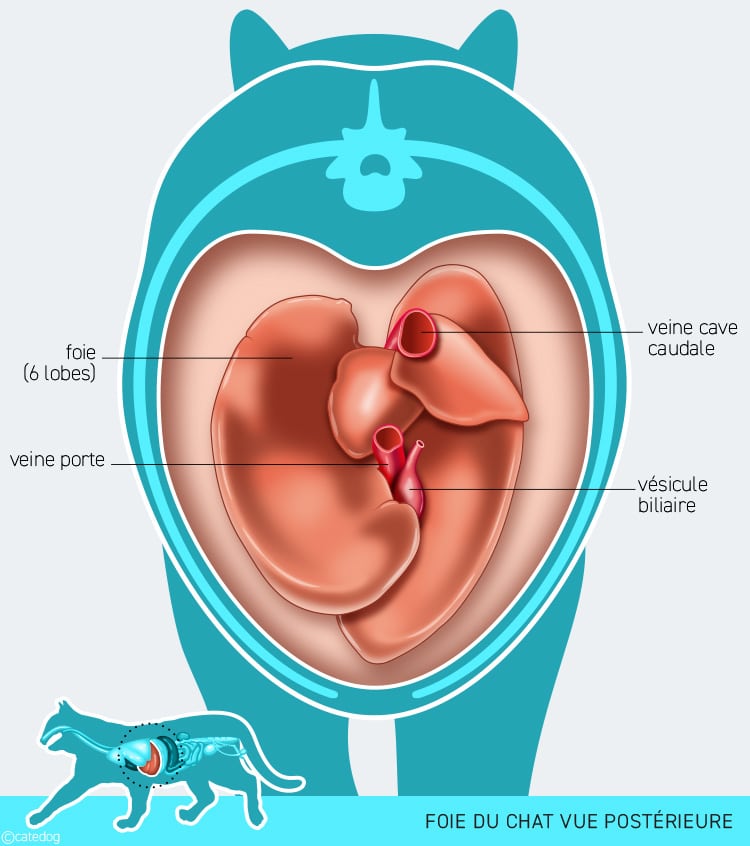 Anatomie du système digestif et foie du chat