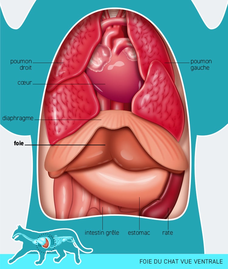 Anatomie du système digestif et foie du chat