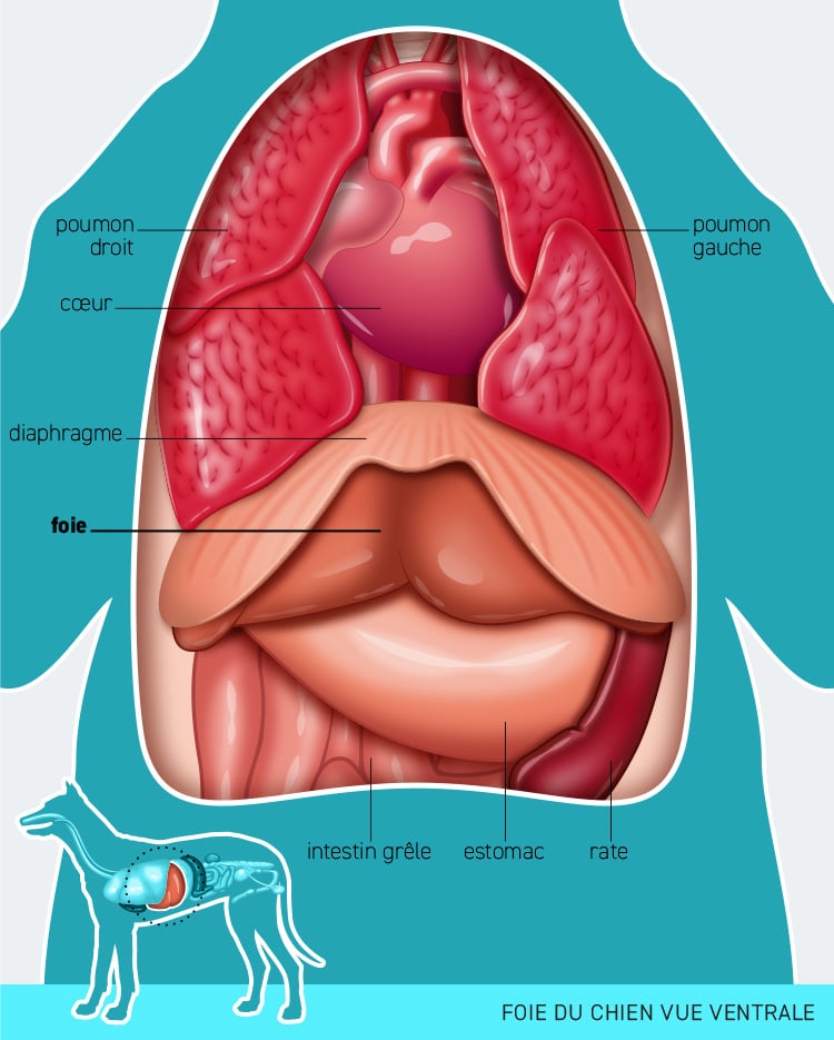 Anatomie du système digestif et foie du chien