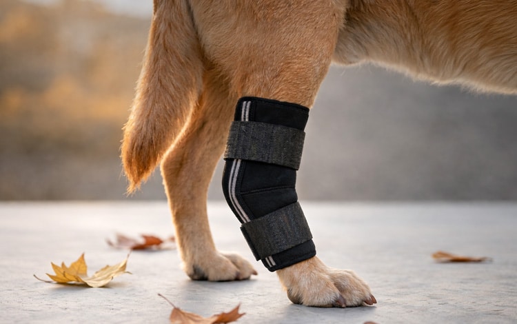 Attelle de protection de l'articulation tarso-métatarsienne du chien - Nature Pet