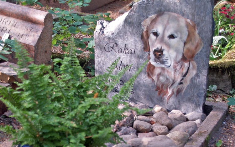 Comment annoncer la mort d’un animal à un enfant ?