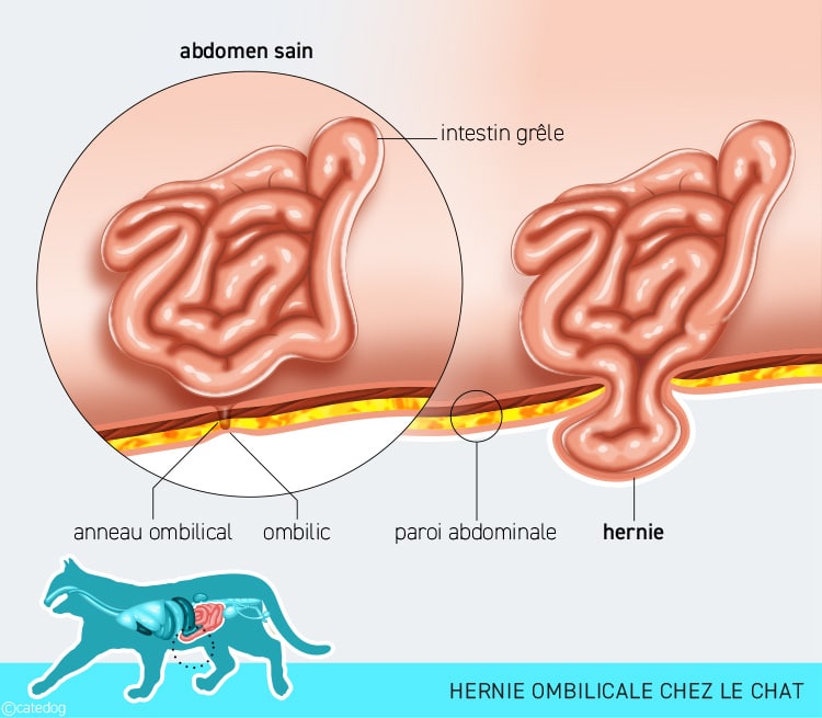 Hermie ombilicale chez le chat qui forme une boule au niveau du nombril