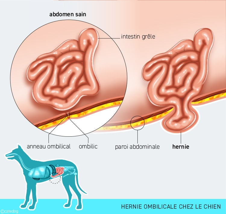 Hermie ombilicale chez le chien qui forme une boule au niveau du nombril