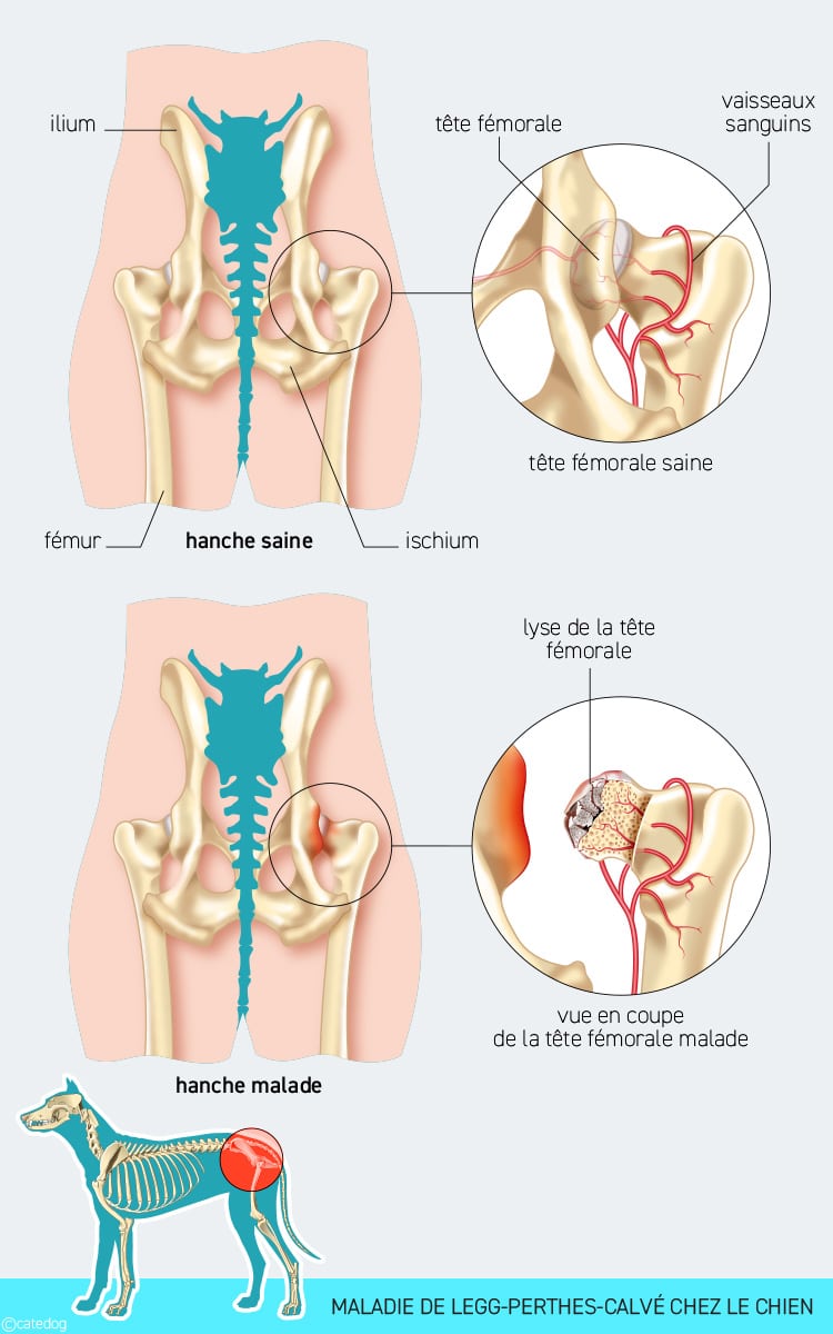 Maladie de Legg-Perthes-Calvé chez le chien