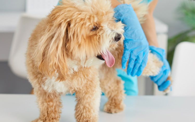 Maladie de Legg-Perthes-Calvé chez le chien