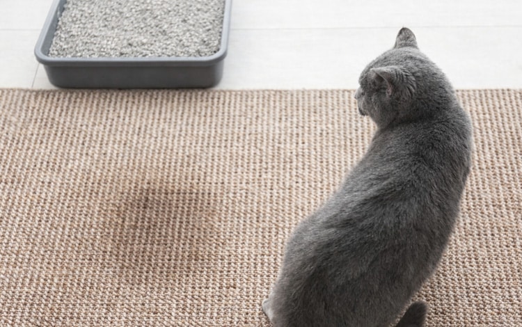 Mon chat est propre mais fait pipi juste à côté de sa litière : pourquoi ?