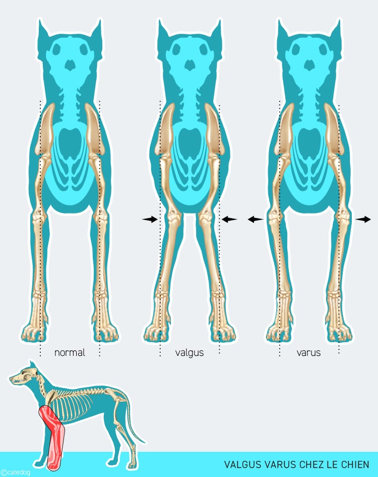 Valgus-varus chez le chien