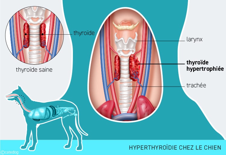 Hyperthyroïdie chez le chien