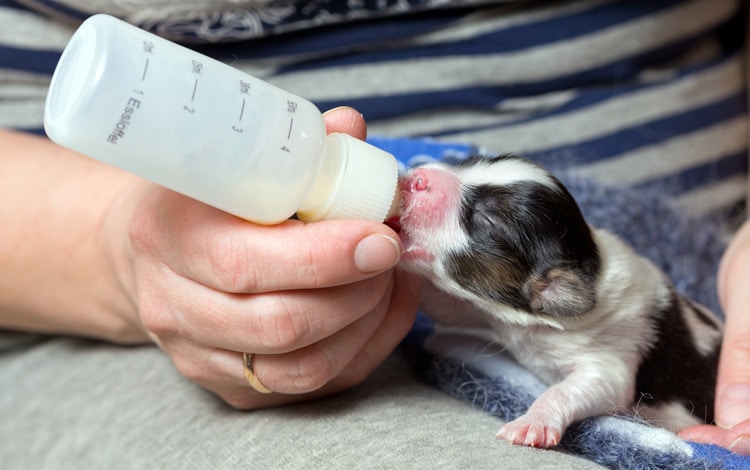 Mammite chez la chienne et chiot nourri au biberon par son propriétaire