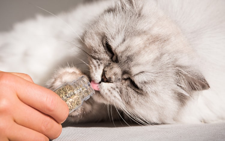 Pourquoi proposer de la cataire à son chat