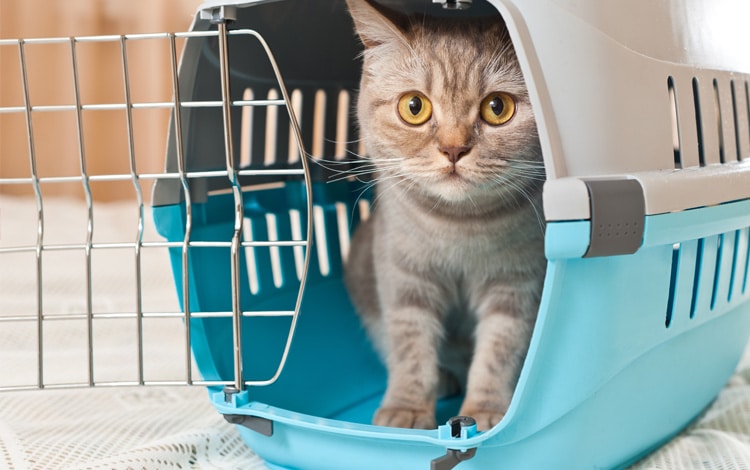 Faire garder son chat pour la première fois : comment bien le préparer ?