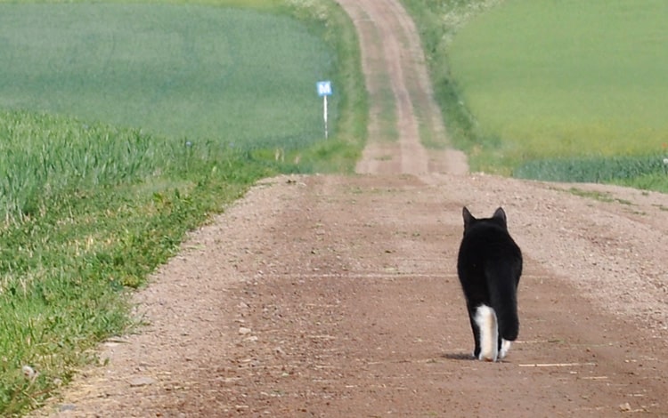 Mon chat qui ne sort jamais est parti