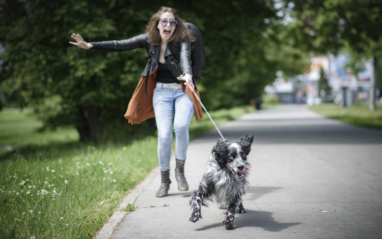 Mon chien est ingérable en laisse. Que faire ?