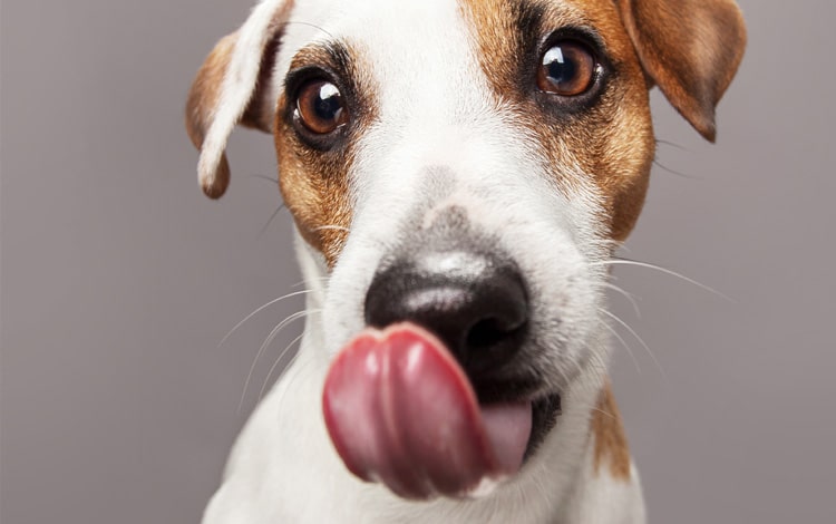 Pourquoi mon chien se lèche les babines sans avoir mangé ?