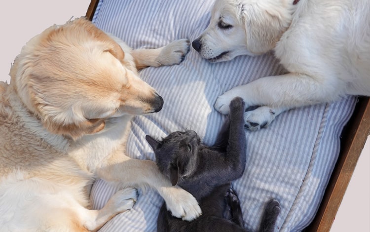Tiers payant pour l'assurance du chat et du chien